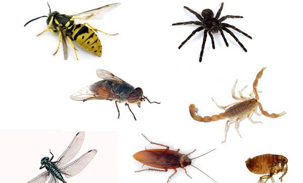 insectos-ejemplos