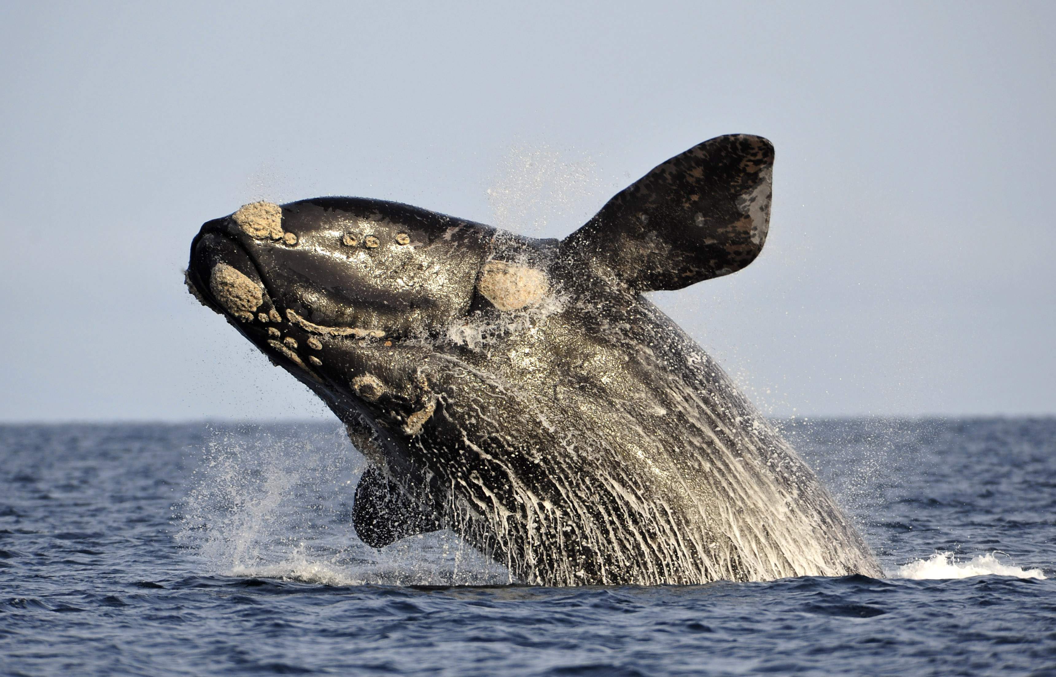 ballena franca austral