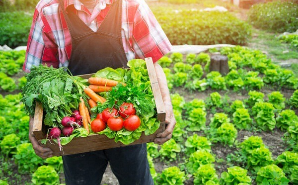 Ejemplos de alimentos orgánicos