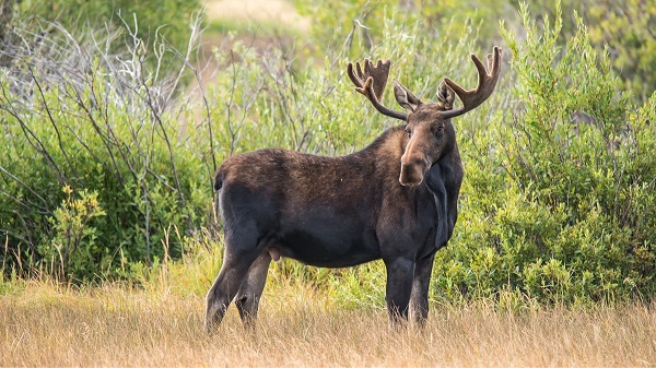 30 ejemplos de animales cuadrúpedos - alce