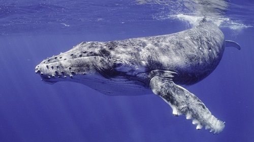 Ejemplos de animales carnívoros. Ballena