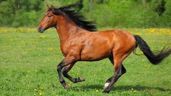 30 ejemplos de animales cuadrúpedos - caballo