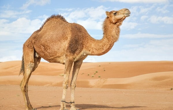30 ejemplos de animales cuadrúpedos - camello