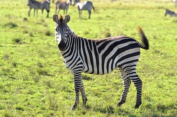 30 ejemplos de animales cuadrúpedos - cebra