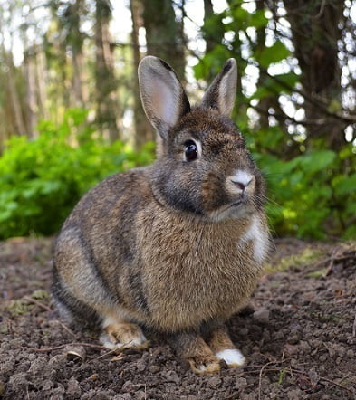 30 ejemplos de animales cuadrúpedos - conejo