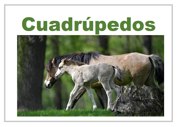 30 ejemplos de animales cuadrúpedos - elefantes
