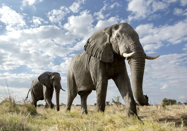 30 ejemplos de animales cuadrúpedos - elefantes
