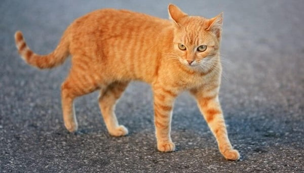 30 ejemplos de animales cuadrúpedos - gato