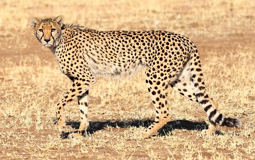 Ejemplos de animales carnívoros. Guepardo
