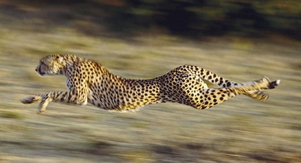 30 ejemplos de animales cuadrúpedos - guepardo