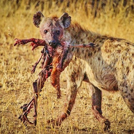 Ejemplos de animales carnívoros. Hiena