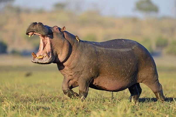 30 ejemplos de animales cuadrúpedos - hipopotamo
