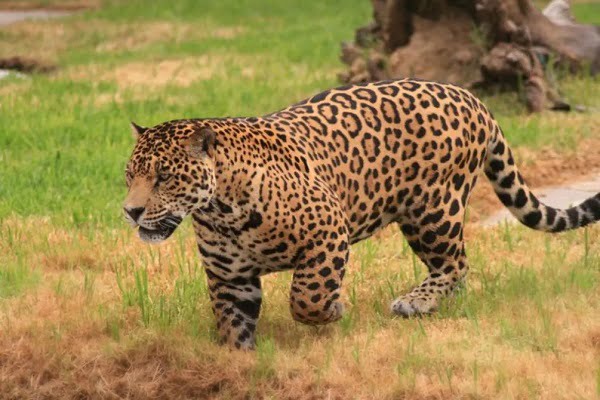 30 ejemplos de animales cuadrúpedos - jaguar