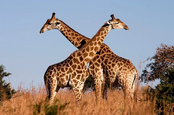 30 ejemplos de animales cuadrúpedos - jirafa