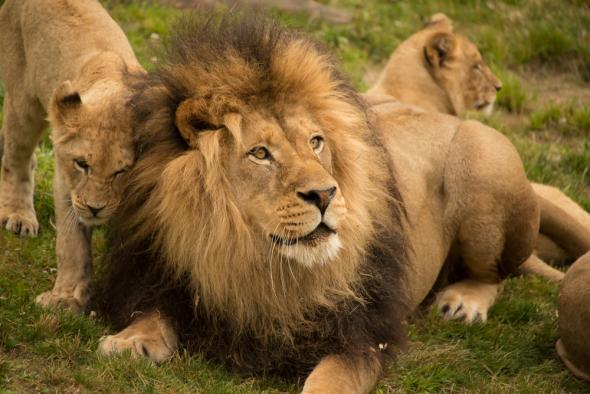 30 ejemplos de animales cuadrúpedos - leon