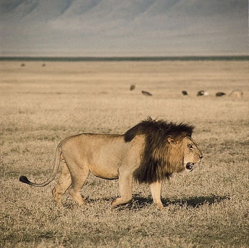 Ejemplos de animales carnívoros. León