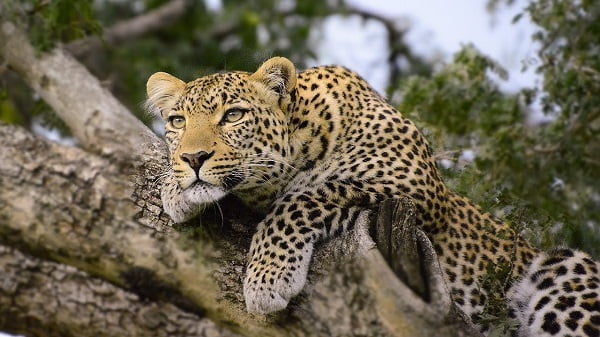 30 ejemplos de animales cuadrúpedos - leopardo
