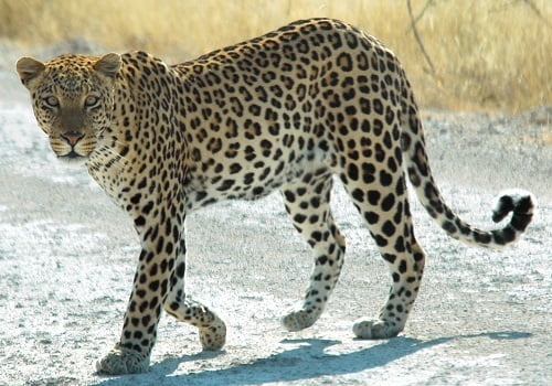 Ejemplos de animales carnívoros. Leopardo