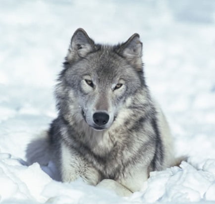30 ejemplos de animales cuadrúpedos - lobo