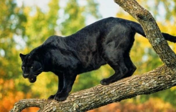 30 ejemplos de animales cuadrúpedos - pantera
