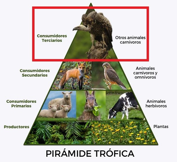 Ejemplos de animales carnívoros. León