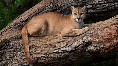 Ejemplos de animales carnívoros. Puma