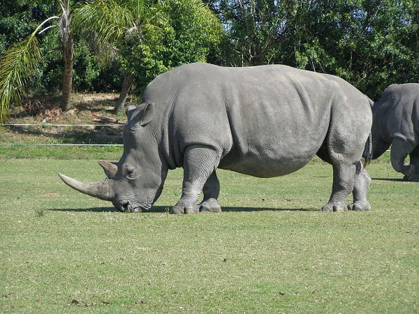 30 ejemplos de animales cuadrúpedos - rinoceronte