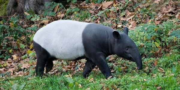 30 ejemplos de animales cuadrúpedos - tapir