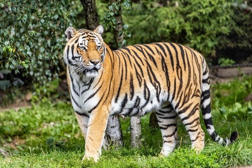 Ejemplos de animales carnívoros. Tigre