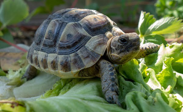 30 ejemplos de animales cuadrúpedos - tortuga