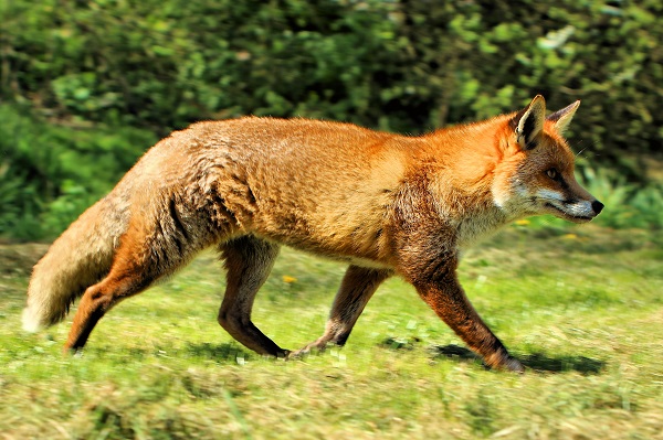 30 ejemplos de animales cuadrúpedos - zorro
