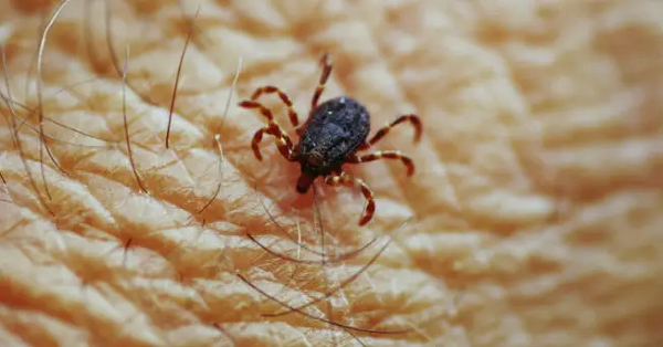 las tarantulas son aracnidos