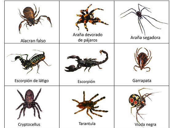 ejemplos-de-aracnidos