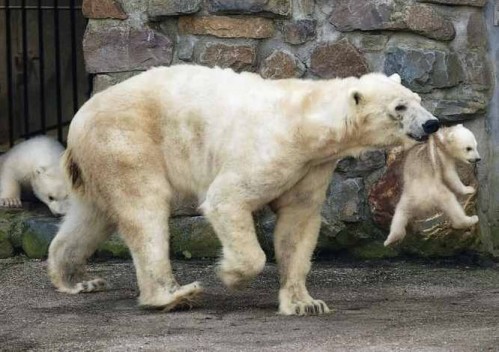 oso-polar-cria