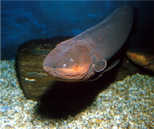 anguilas de mar ejemplos de energia electrica
