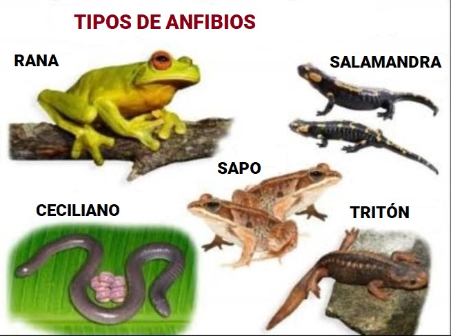 ejemplos de animales anfibios