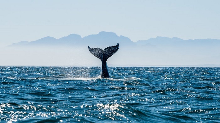 ejemplos de oceanos del mundo
