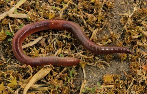 lombrices de tierra son animales detritivoros que se mueven en la tierra