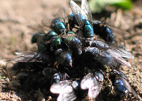 mosca de la basura animal detritivoro