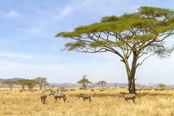 La savana africana es un ejemplo de biósfera