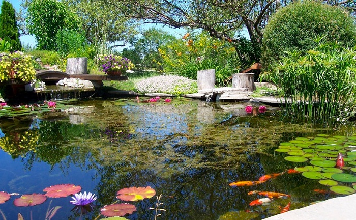 plantas acuaticas apra estanques