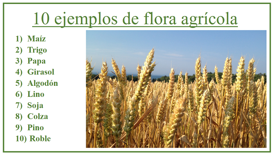 ejemplos de flora agricola FICHA