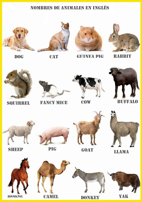 nombres de animales en ingles